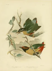 Pitta de Vigor o Pitta Elegante, 1891